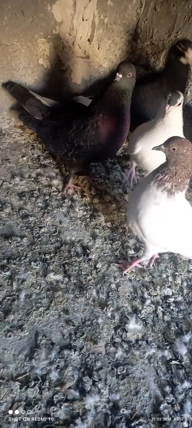 کبوتر|پرنده|بم, |دیوار