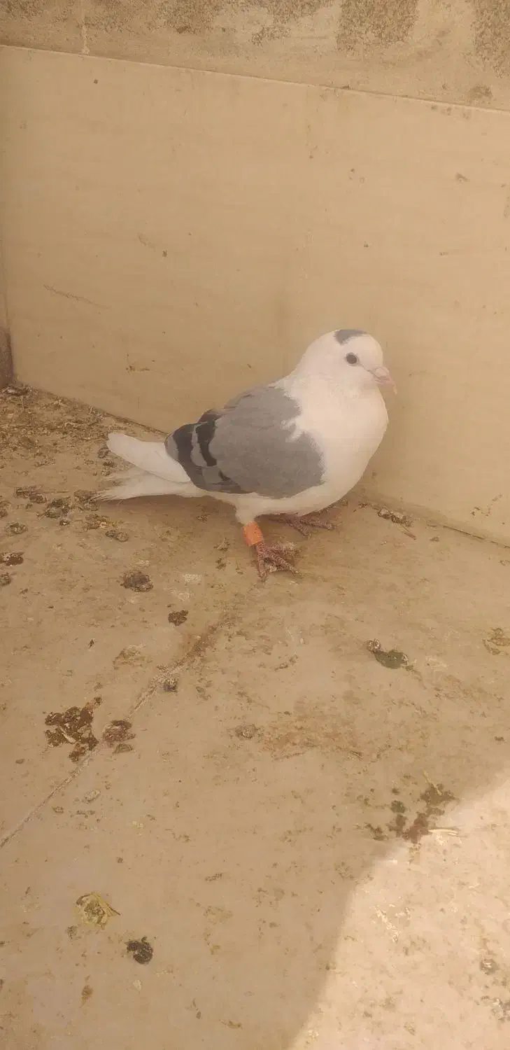 پرنده جفتی|پرنده|گلبهار, شهر جدید گلبهار|دیوار