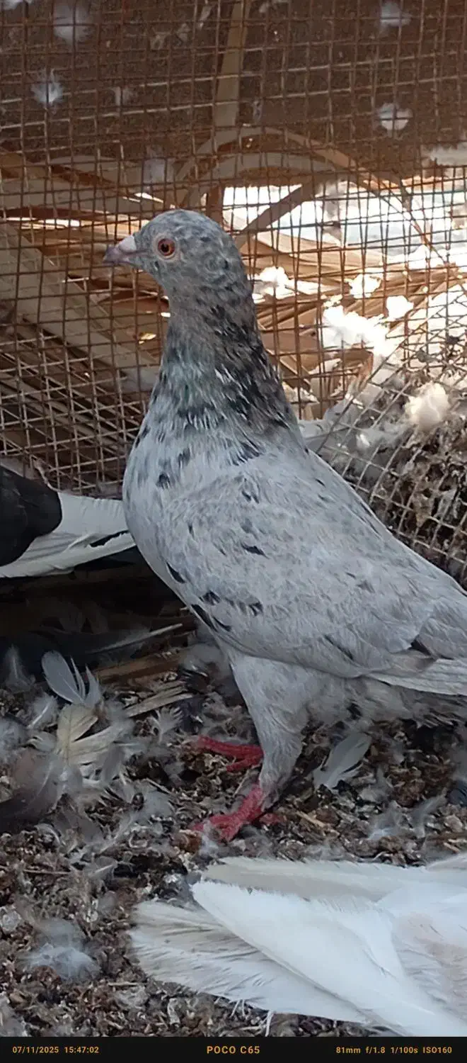 چند عدد کبوتر درجه یک|پرنده|شبانکاره, |دیوار