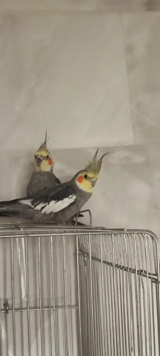 عروس هلندی|پرنده|یزد, |دیوار