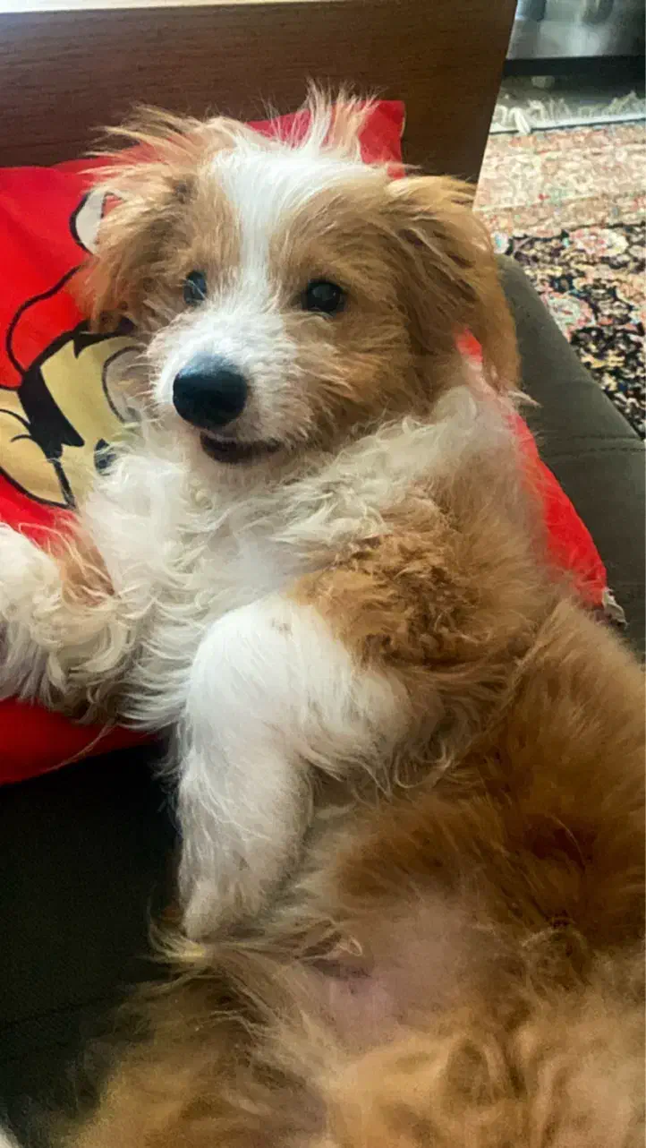 سگ نر ۷ماهه نژاد میکس اشپیتز و شیتزو|سگ|کرج, مهرویلا جنوبی|دیوار