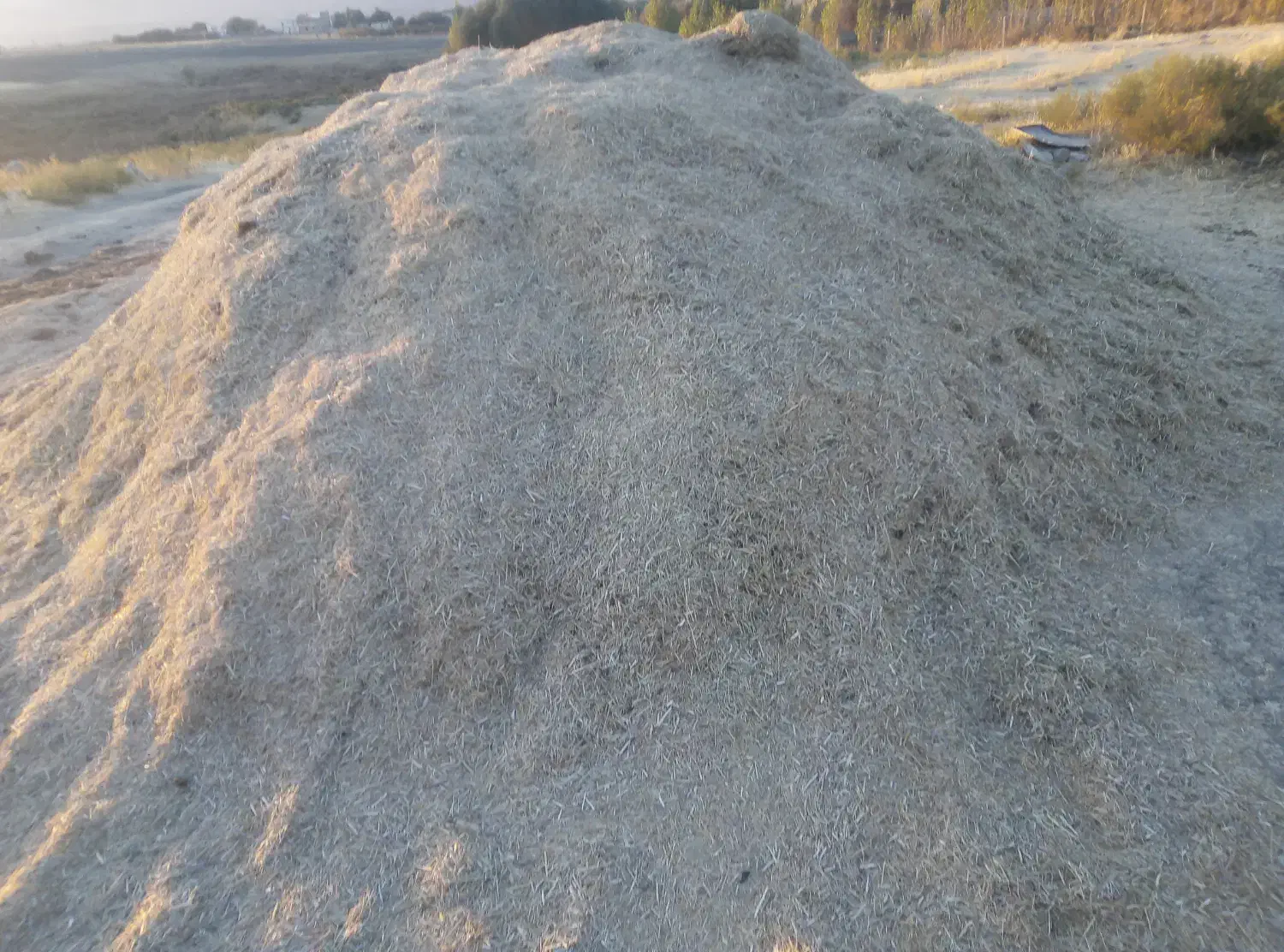 گیاه سبزه داس درو|حیوانات مزرعه|دینور, |دیوار