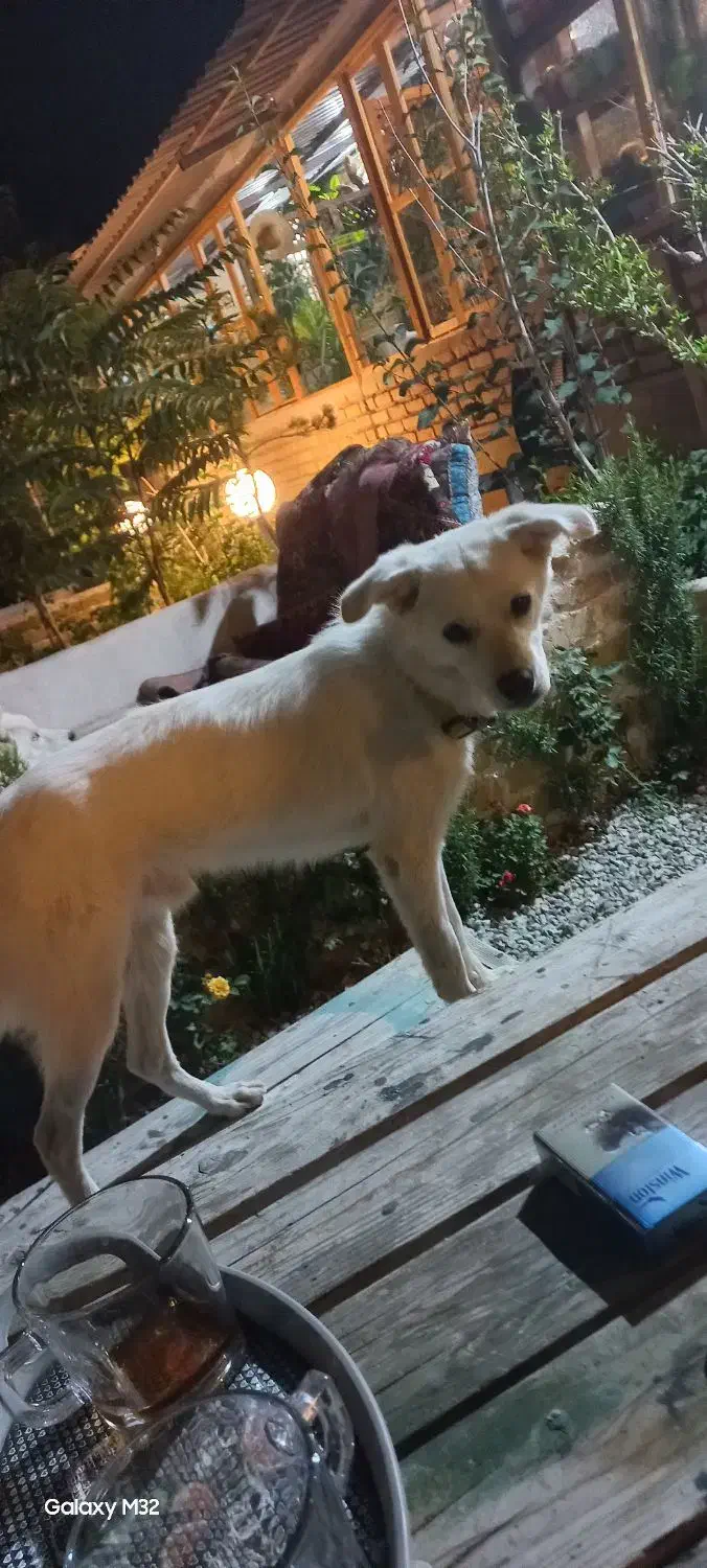 در محدوده کردان به سمت برغان گمشده|حیوانات|کوهسار (البرز), |دیوار