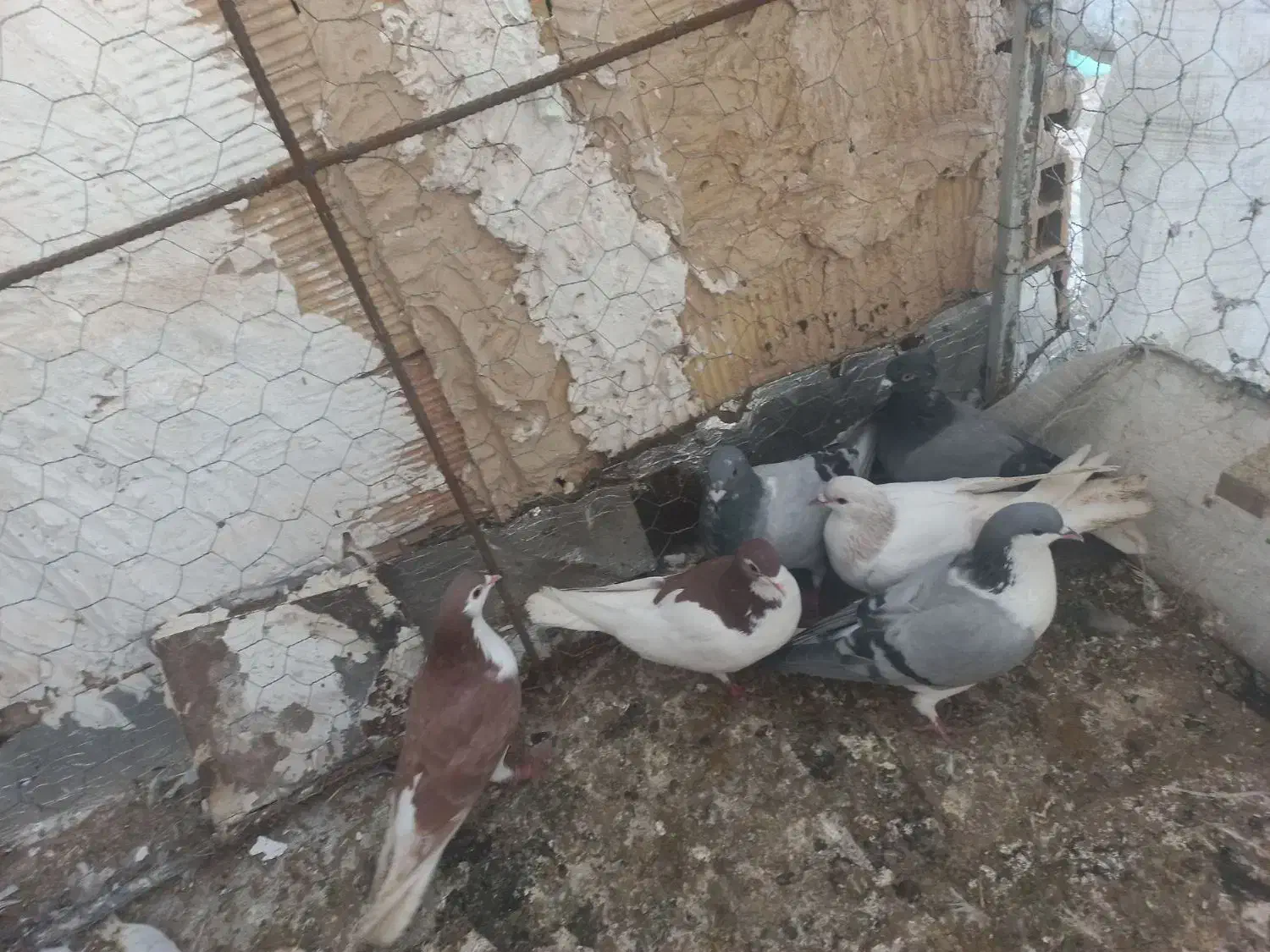 ساده|پرنده|تربت جام, شهرک آزادگان|دیوار