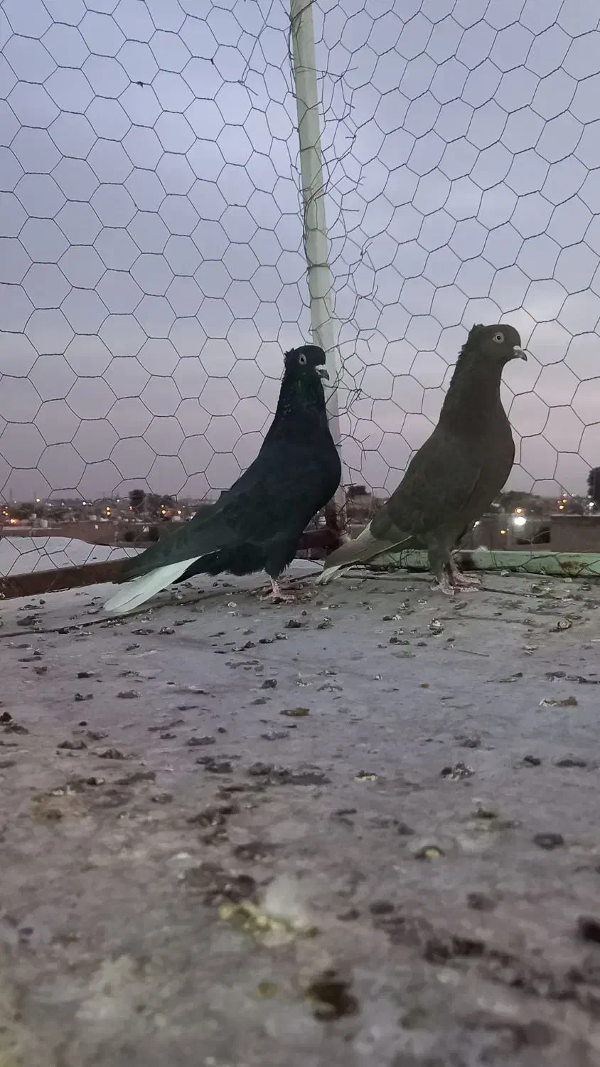 دم سفید نر و ماده|پرنده|مرودشت, زنگی آباد|دیوار