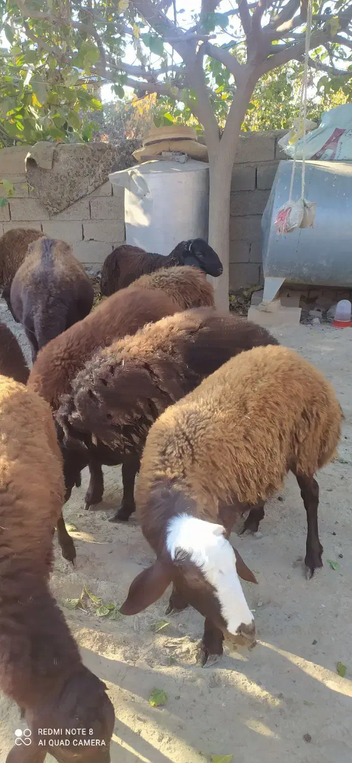 نر بره افشاری وکردستانی|حیوانات مزرعه|انبارآلوم, |دیوار