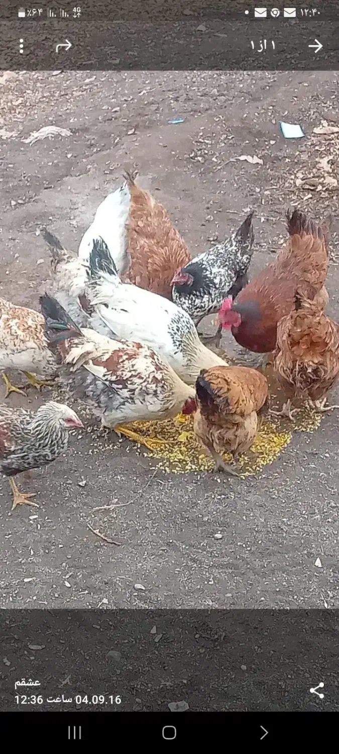 فروش مرغ و خروس|حیوانات مزرعه|فیرورق, |دیوار