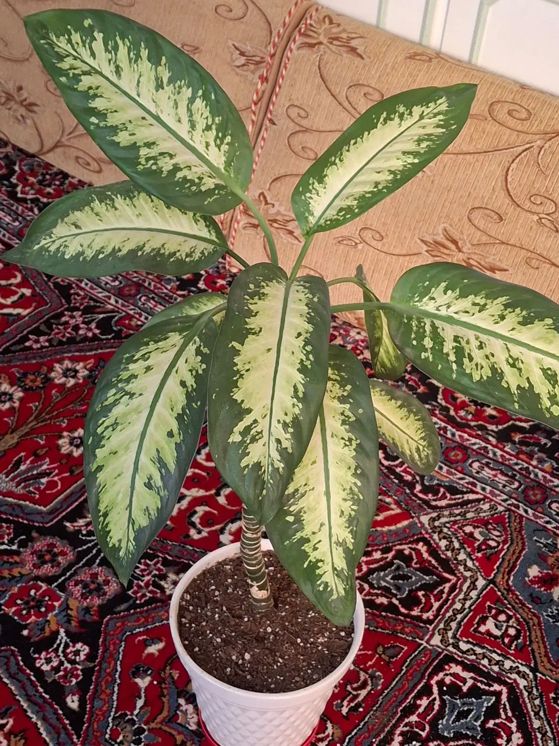 گل‌ دیفن|گل و گیاه طبیعی|اصفهان, ابر|دیوار