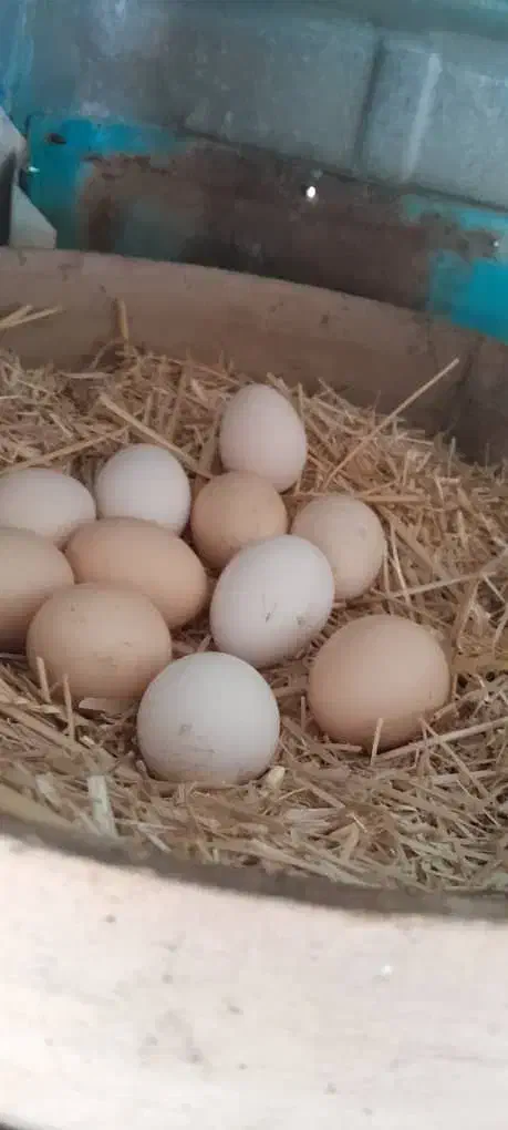 تخم مرغ|خوردنی و آشامیدنی|اهواز, ملاشیه|دیوار