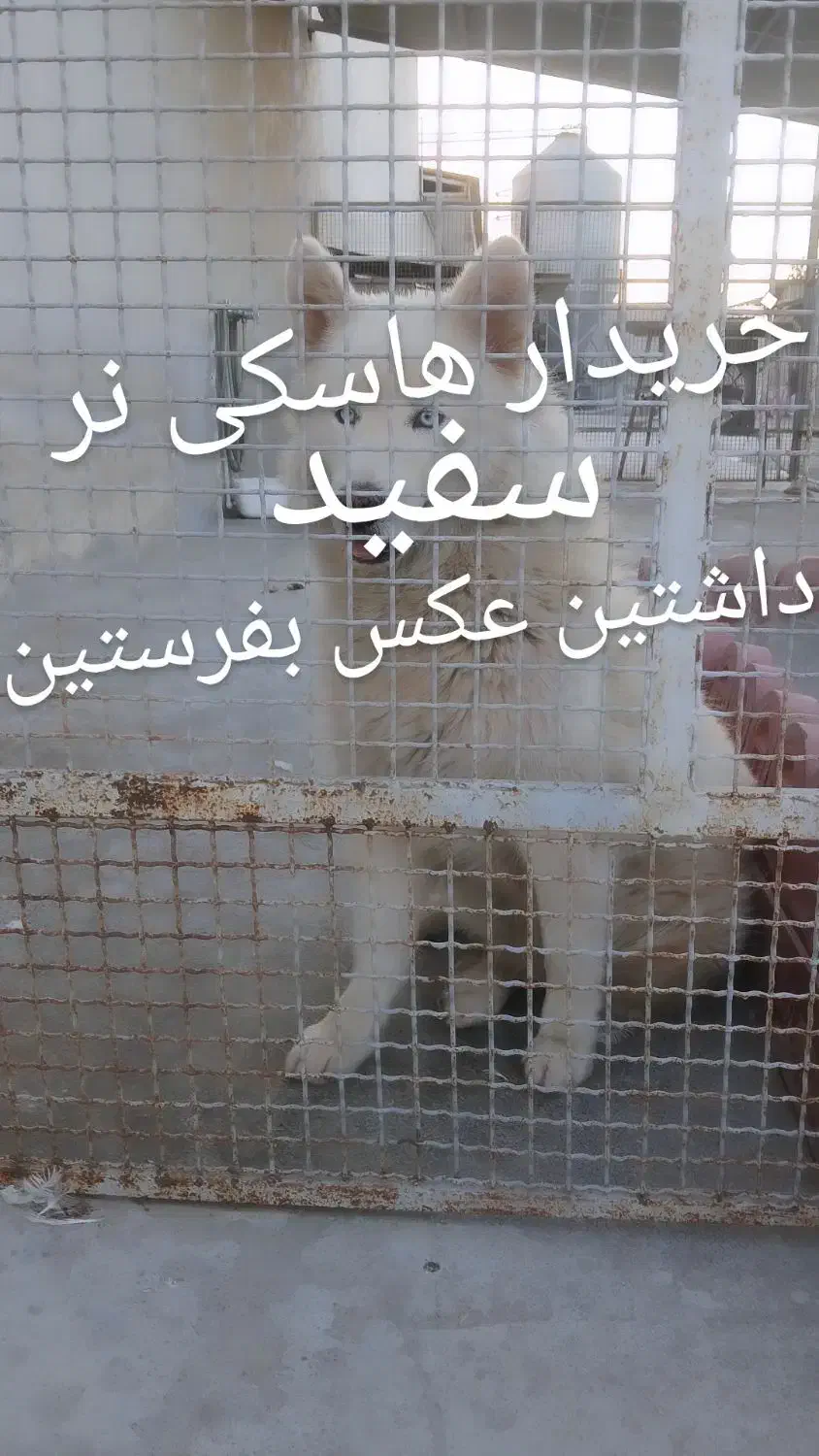 هاسکی‌ واگذاری|سگ|گرگان, |دیوار