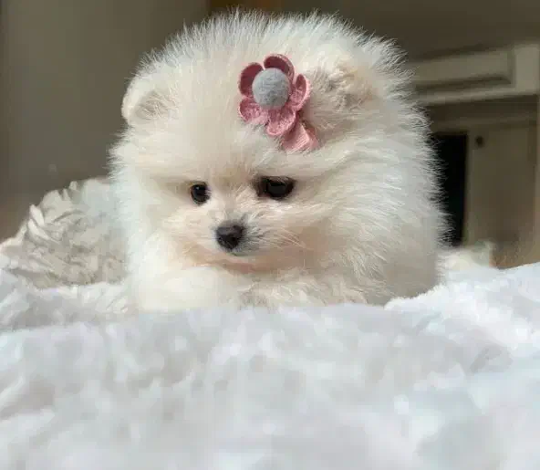 سگ پامرانین عروسکی|سگ|شیراز, آبزنگی|دیوار