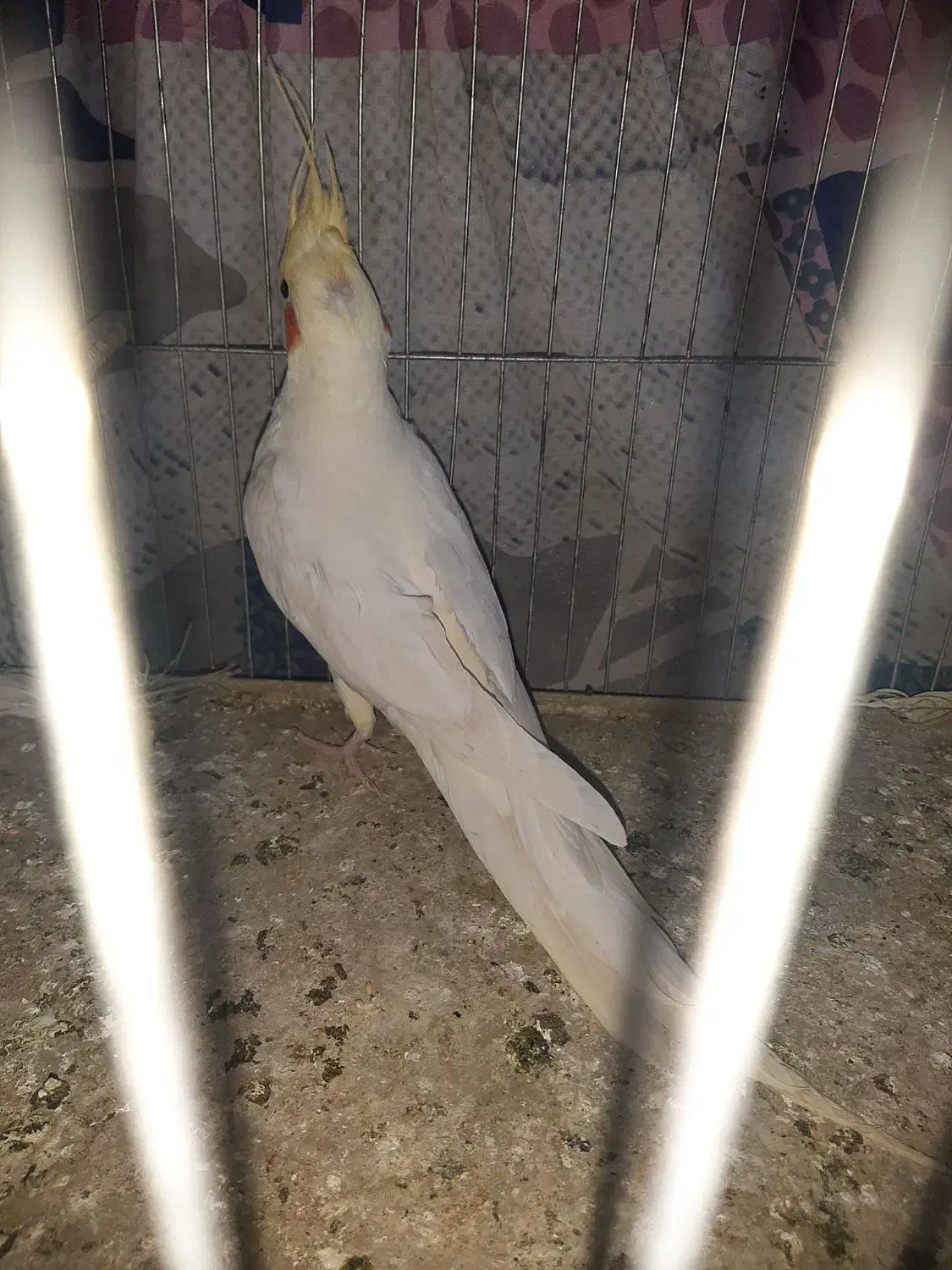 جفت عروس هلندی|پرنده|اهواز, کوی مندلی(سه راه خرمشهر)|دیوار