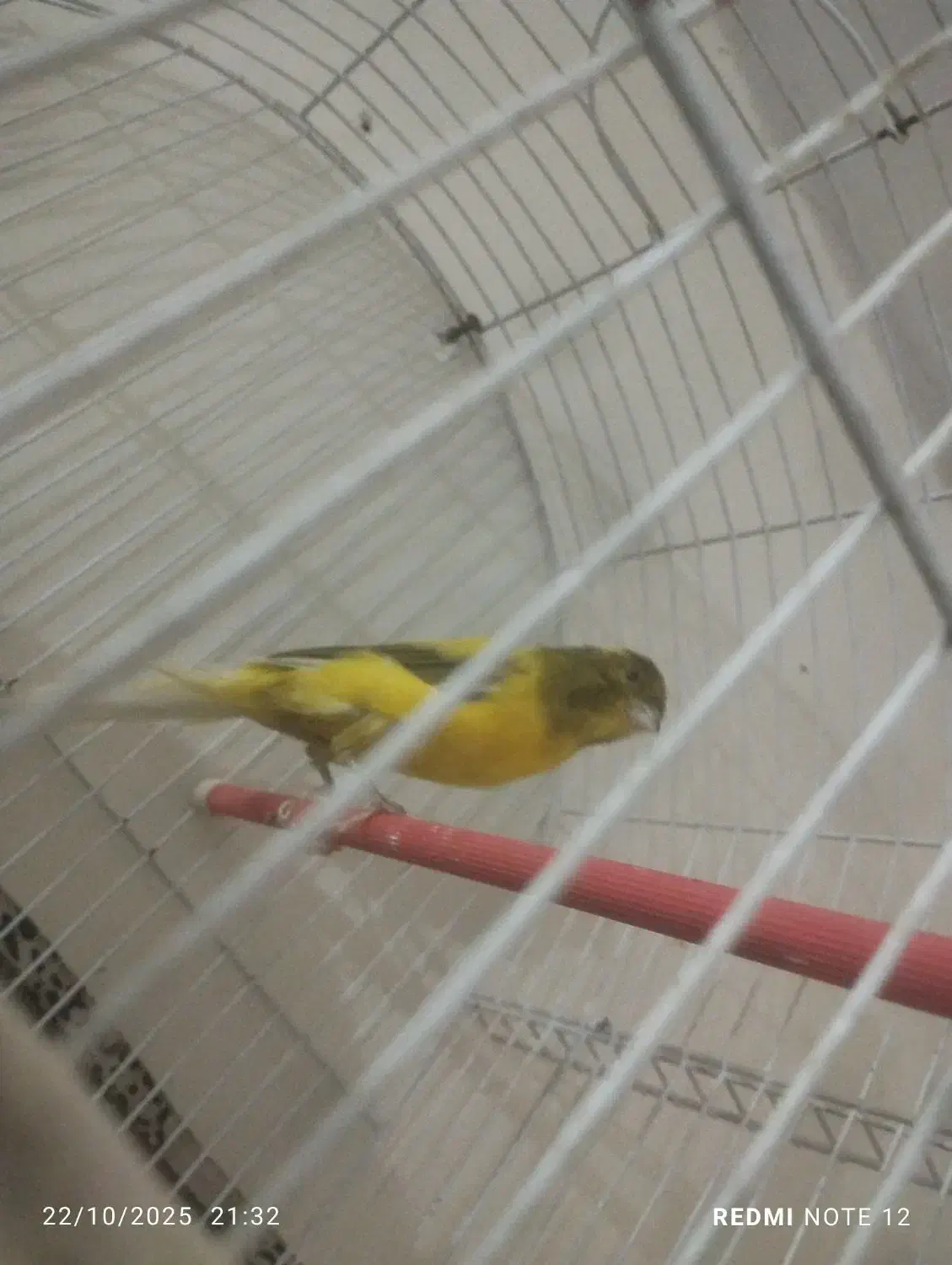 تعداد قناری ماده اماده و نر اماده|پرنده|ری, سیزده آبان|دیوار