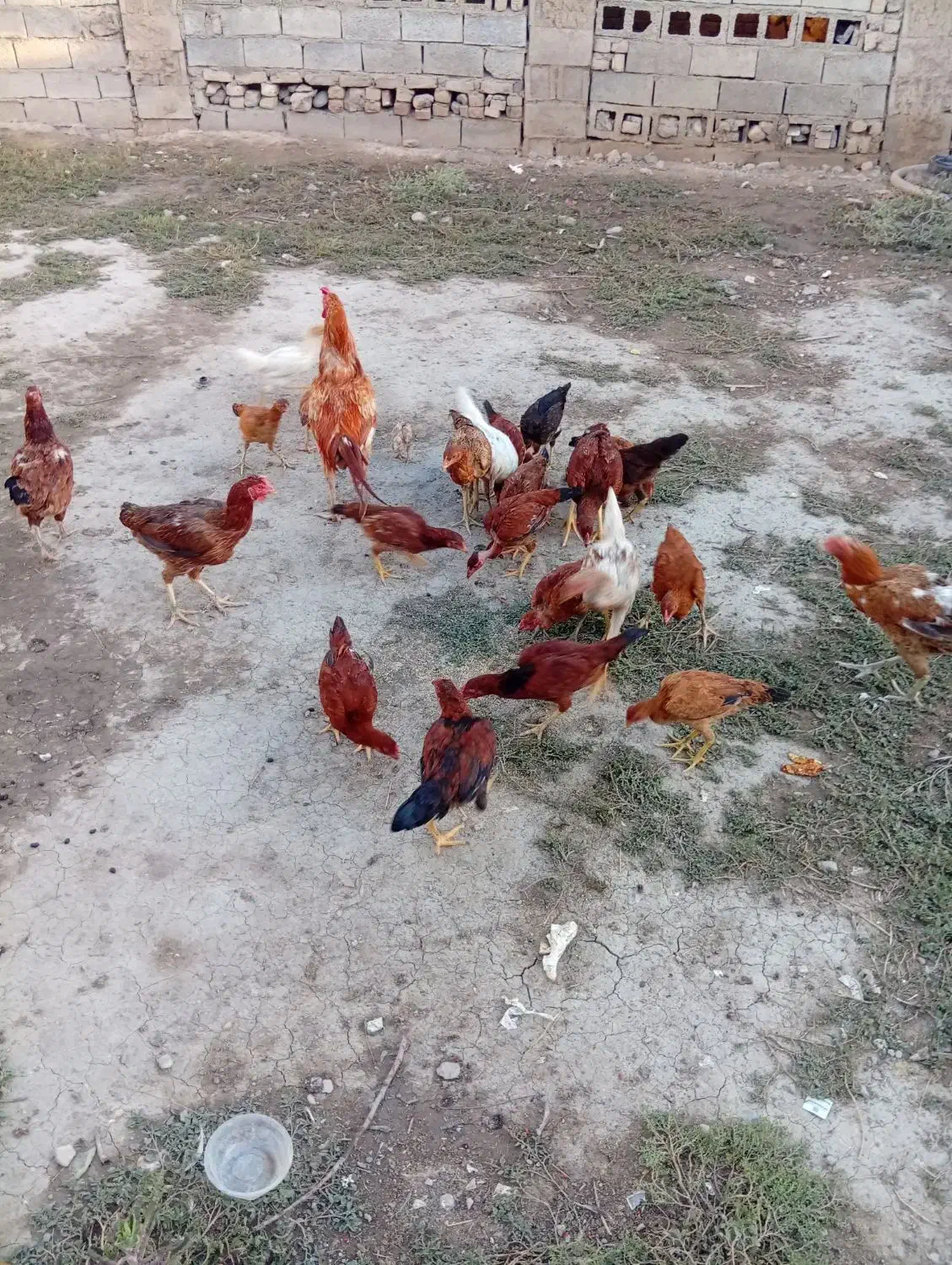 مرغ و خروس فروشی|پرنده|مینودشت, |دیوار