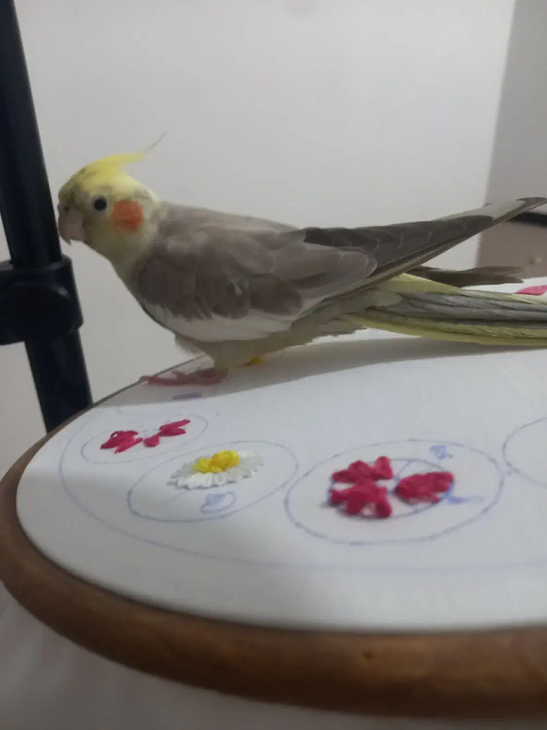 این عروس هلندی در شهرری گم شده است|حیوانات|ری, هاشمآباد|دیوار