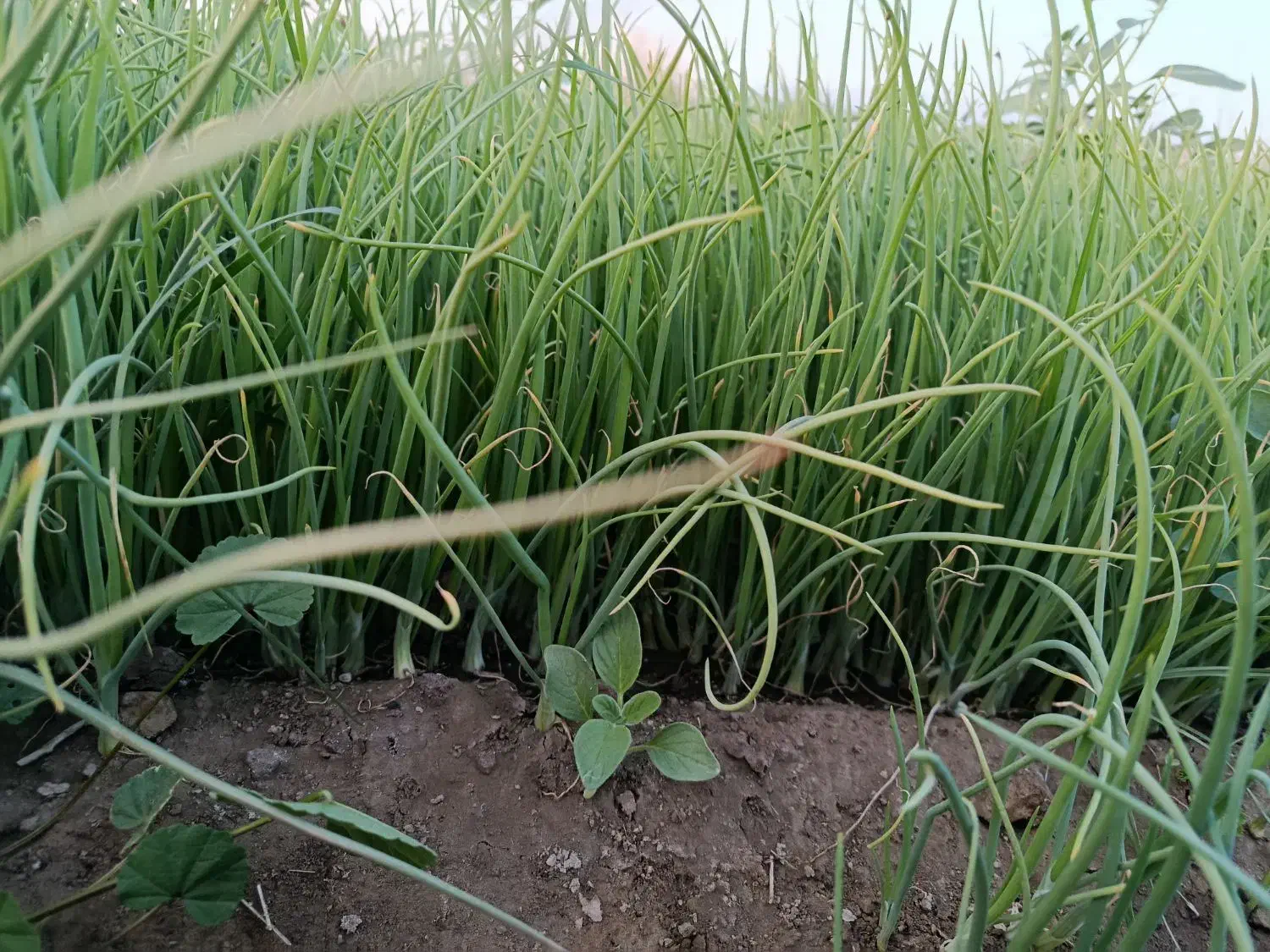 نشا پیاز مینروا|گل و گیاه طبیعی|عنبرآباد, |دیوار