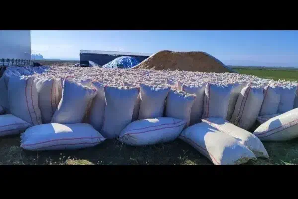 کاه گندم|حیوانات مزرعه|شیراز, کرونی(خاتونک)|دیوار