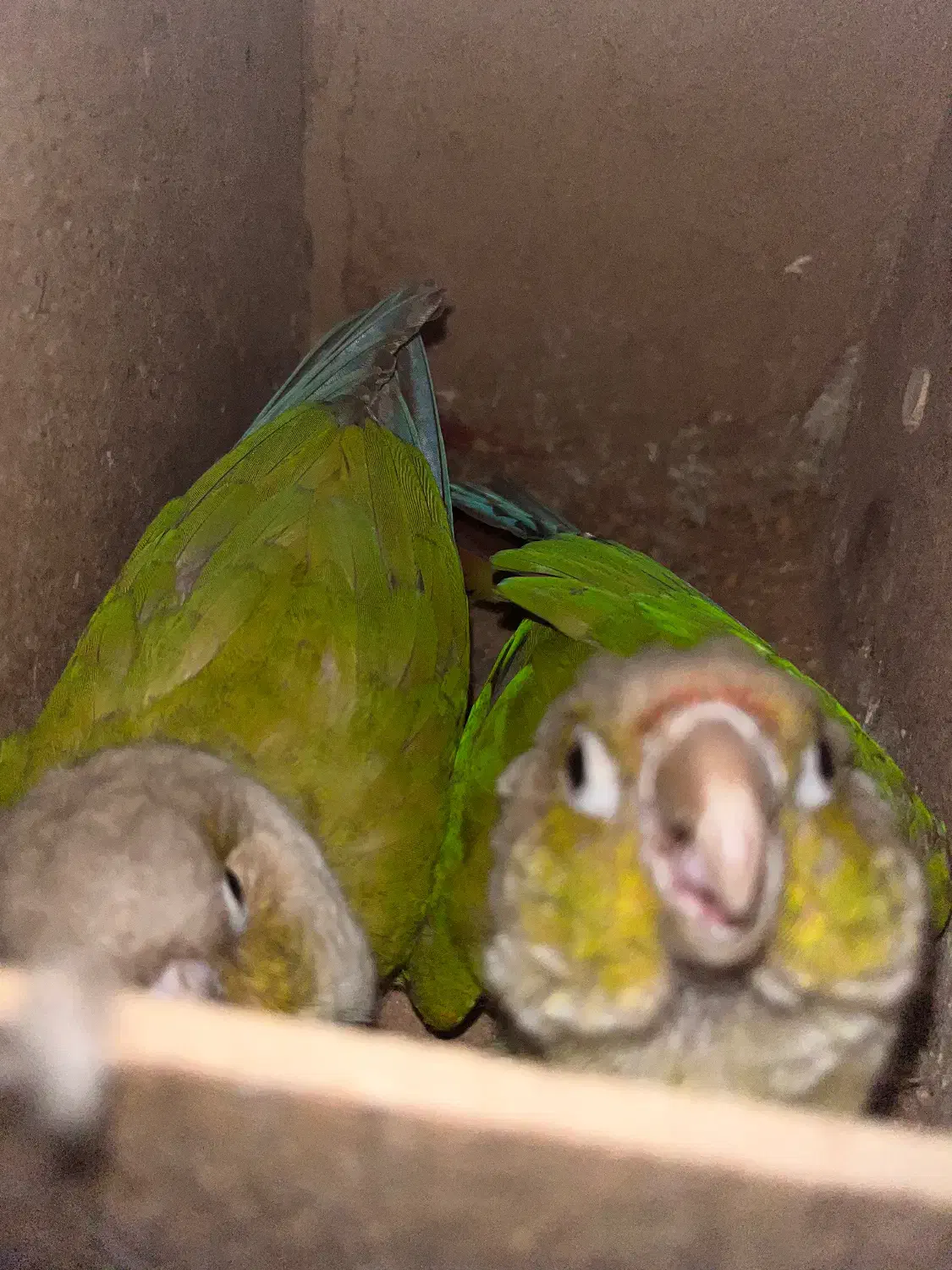 طوطی گرینچیک|پرنده|بندرعباس, |دیوار