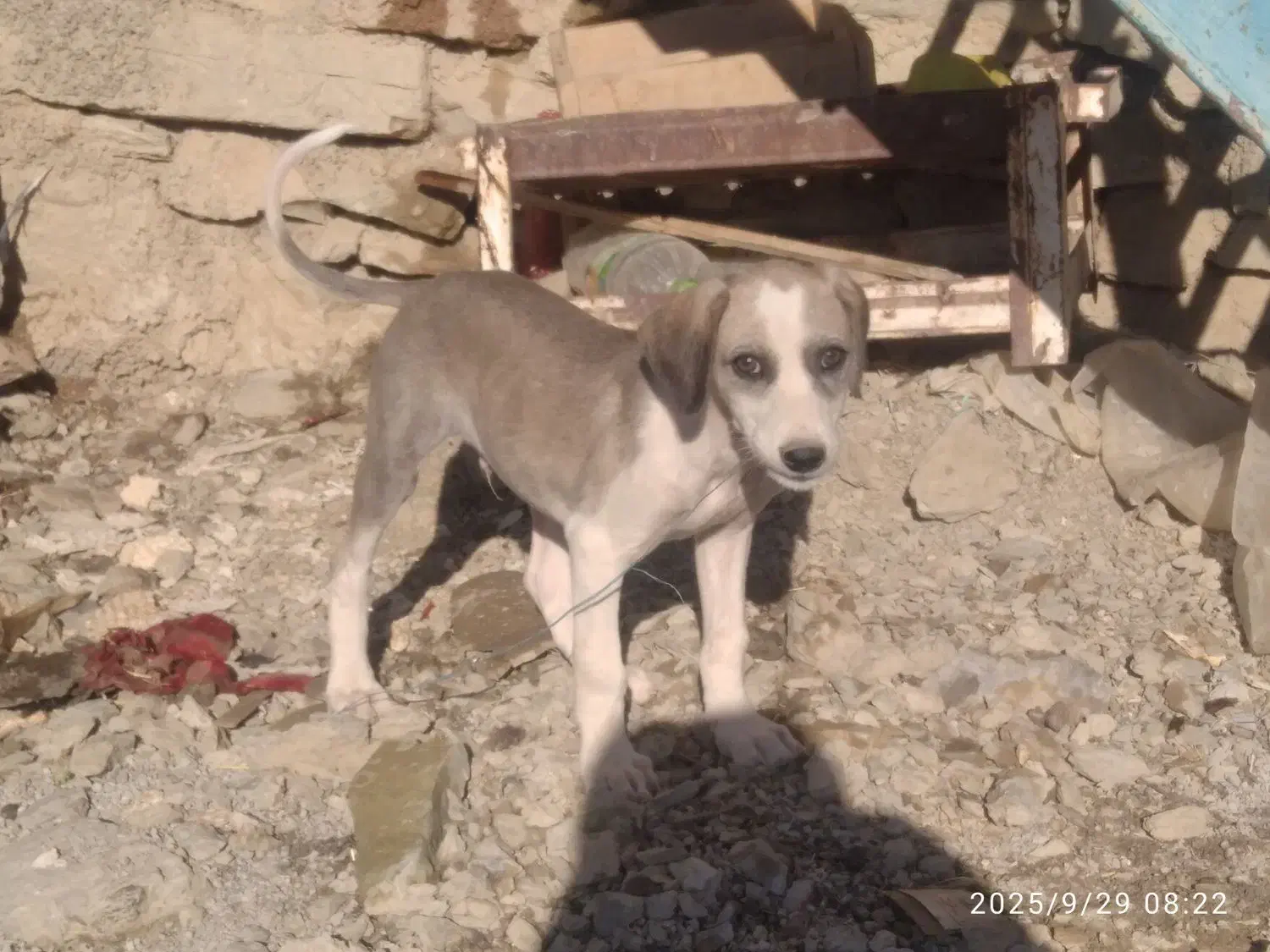 تازی|سگ|کلاترزان, |دیوار