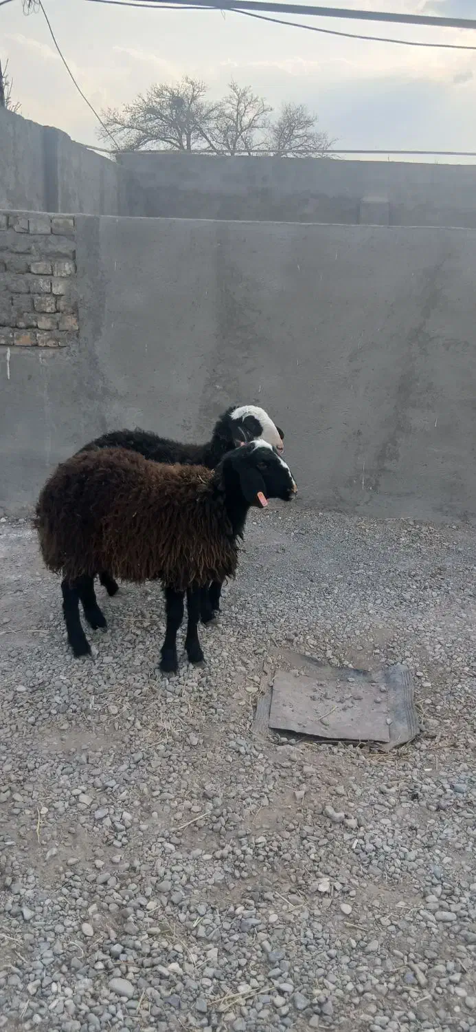 دوعدد بره ماده اصل شالی|حیوانات مزرعه|دشتابی, |دیوار