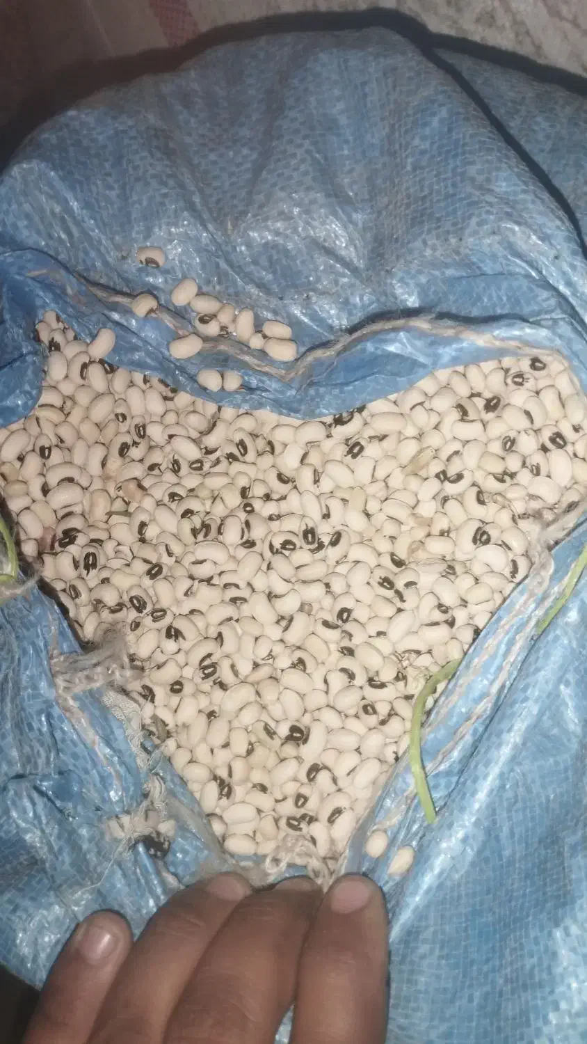 لوبیا عربی دانه بزرگ زودرس تناژ بالا|عمدهفروشی|حمیدیه, |دیوار