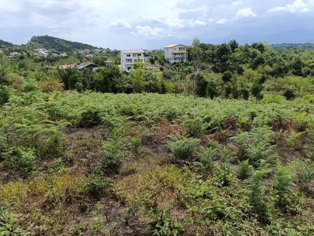 زمین باغی واقع دربام سبز کومله|فروش زمین و ملک کلنگی|کومله, |دیوار