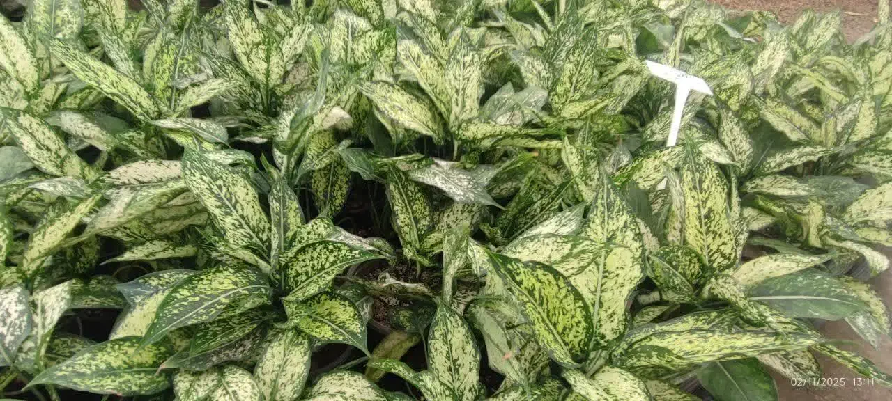 انواع گل و گیاه|گل و گیاه طبیعی|قم, چهل اختران|دیوار