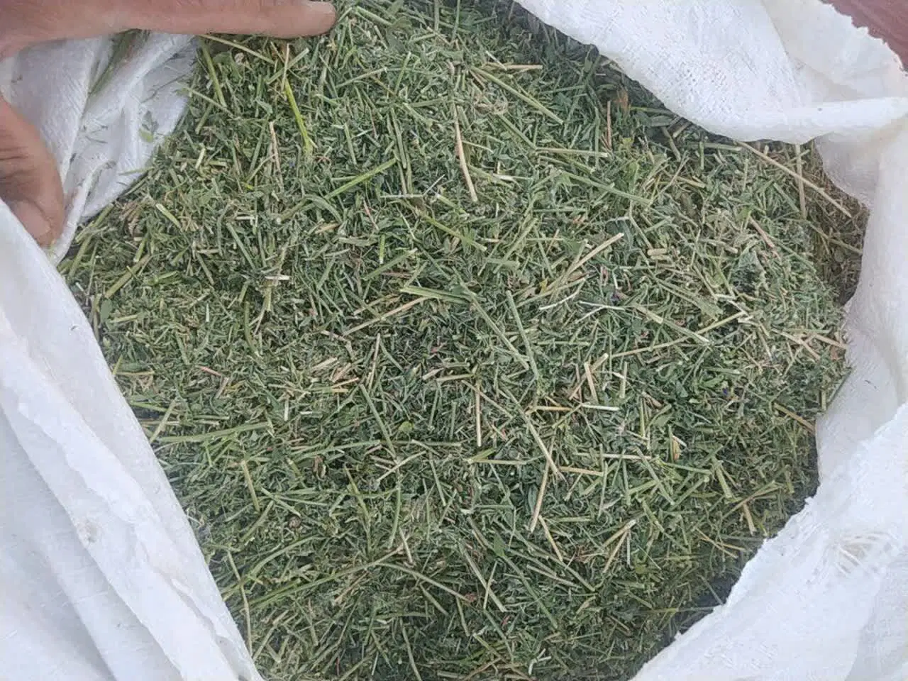 یونجه|خدمات باغبانی و درختکاری|خورموج, |دیوار