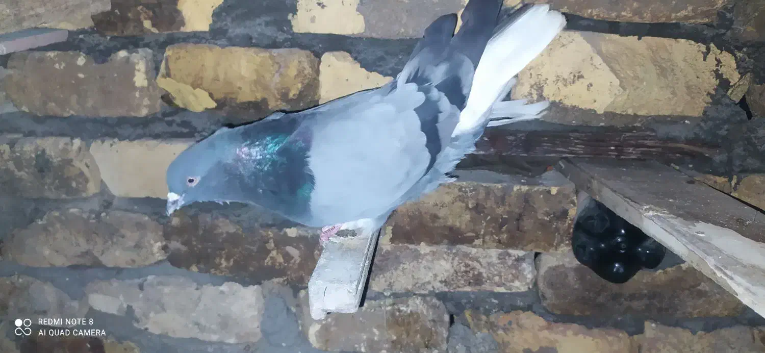 کبوتر اصفهانی|پرنده|مبارکه, |دیوار