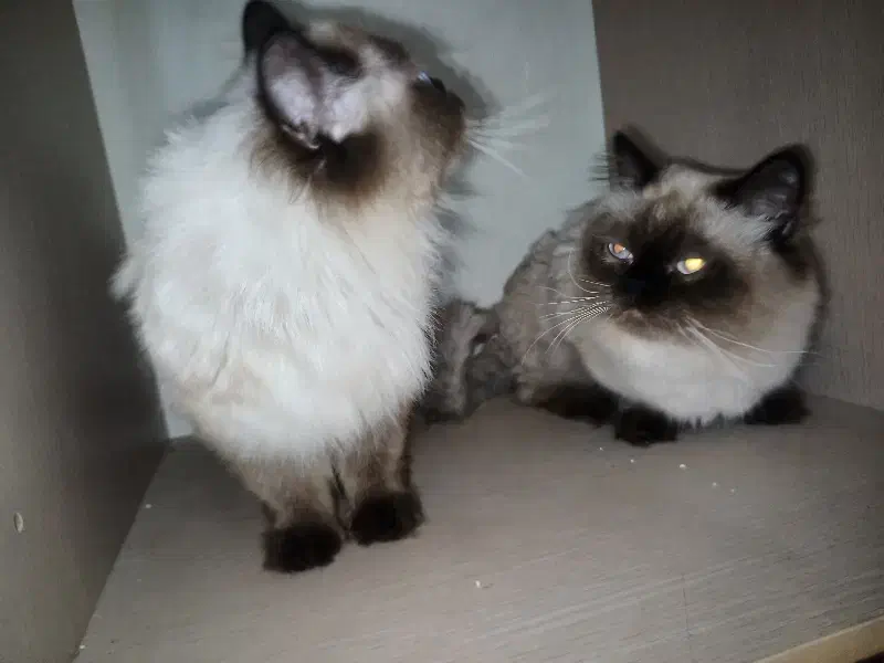 گربه هیمالیا|گربه|اهواز, کیانپارس |دیوار