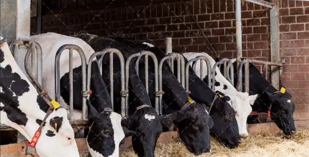 شراکت واسه گاو گوساله با بالاترین سود امروز|حیوانات مزرعه|تاکستان, |دیوار