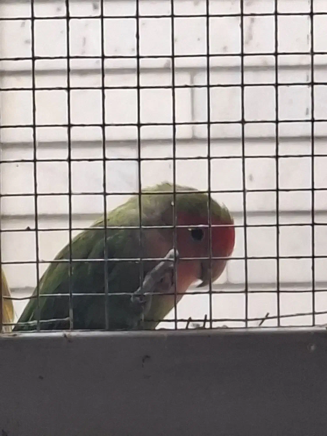 طوطی گم شده برزیلی|پرنده|جهرم, |دیوار