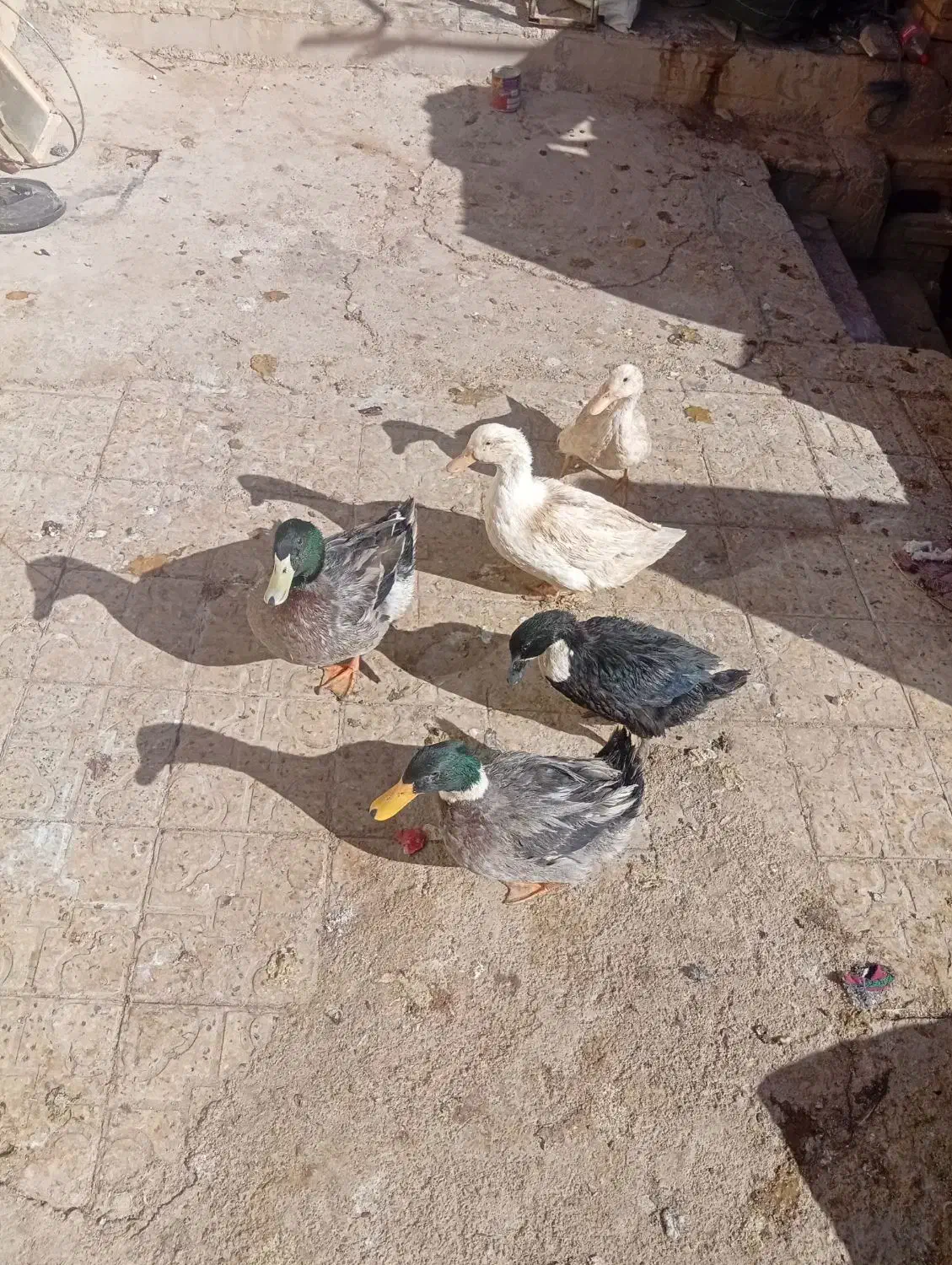 اردک نر،وماده|حیوانات مزرعه|شهرضا, |دیوار