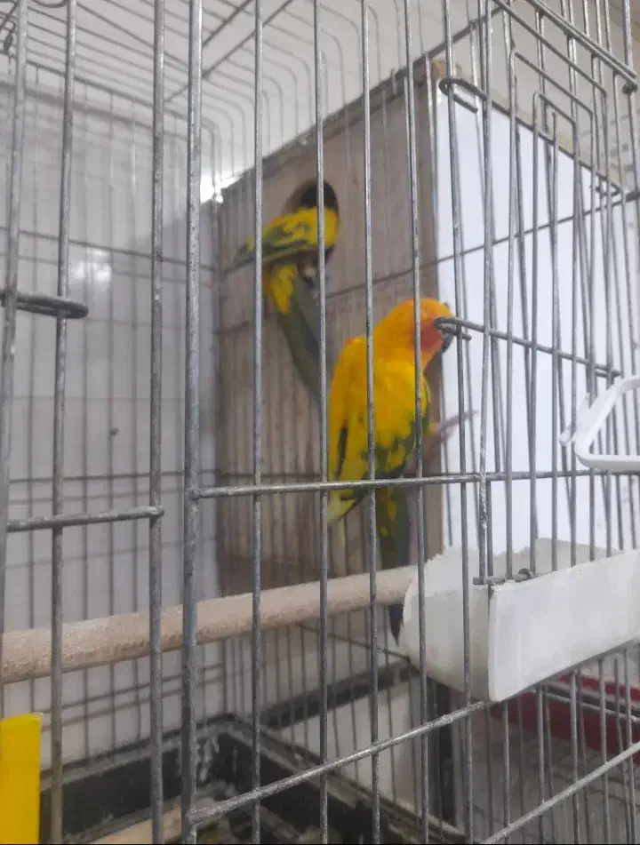 جفت طوطی خورشیدی سان کانور|پرنده|اهواز, کیانپارس |دیوار