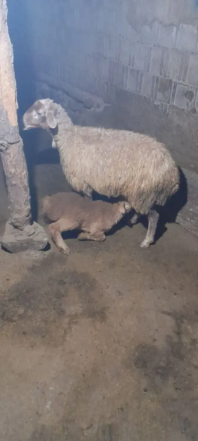 ۲عدد گوسفند بره دار دامازدغ|حیوانات مزرعه|مرادلو, |دیوار