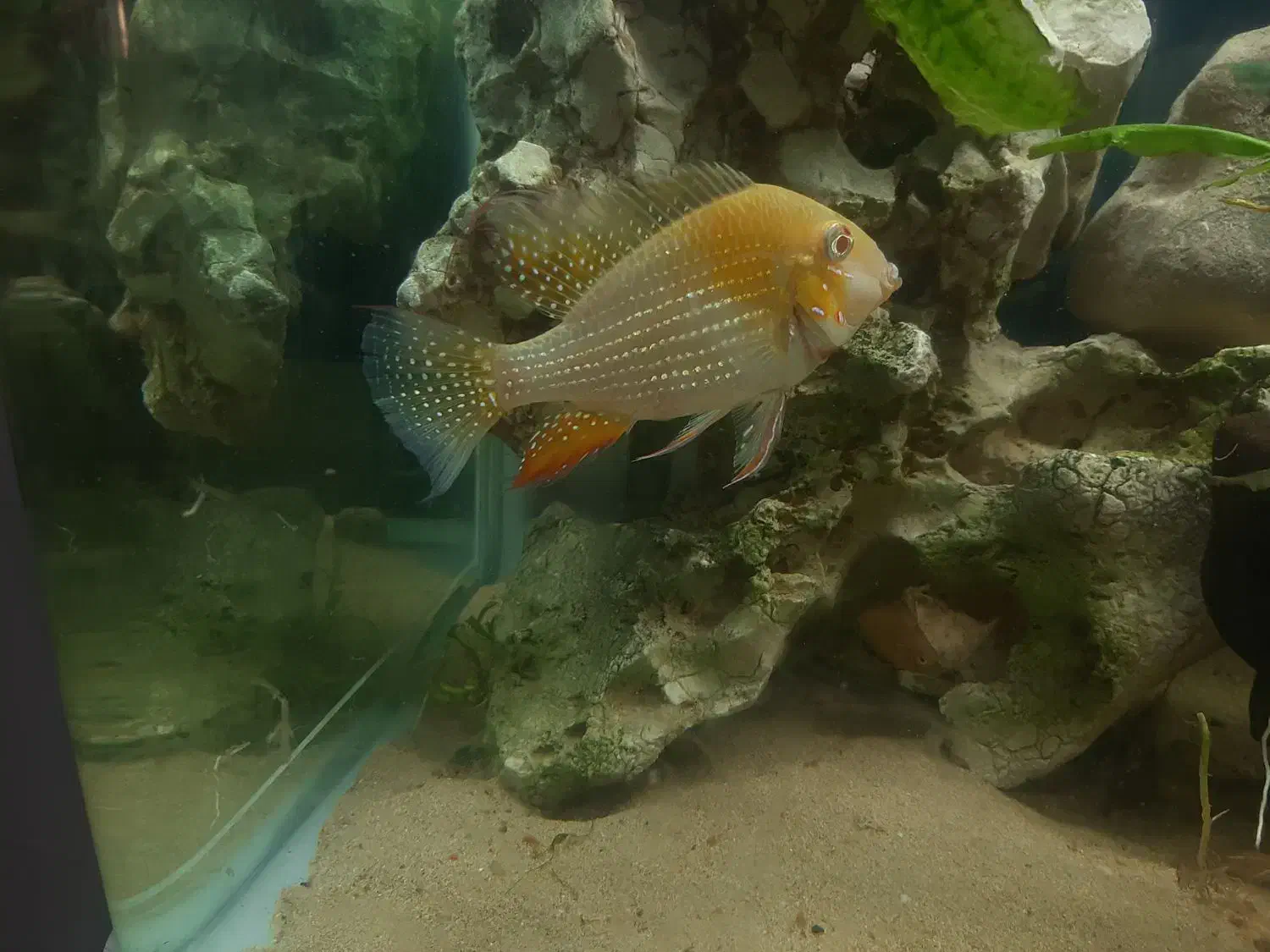 هکلی آلبینو|ماهی|شیراز, شیخ روزبهان|دیوار