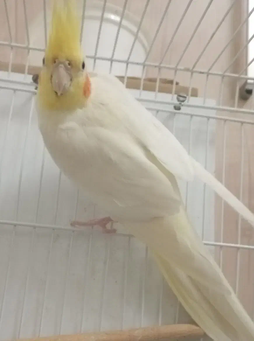 عروس هلندی جفت مولد|پرنده|گنبد کاووس, |دیوار