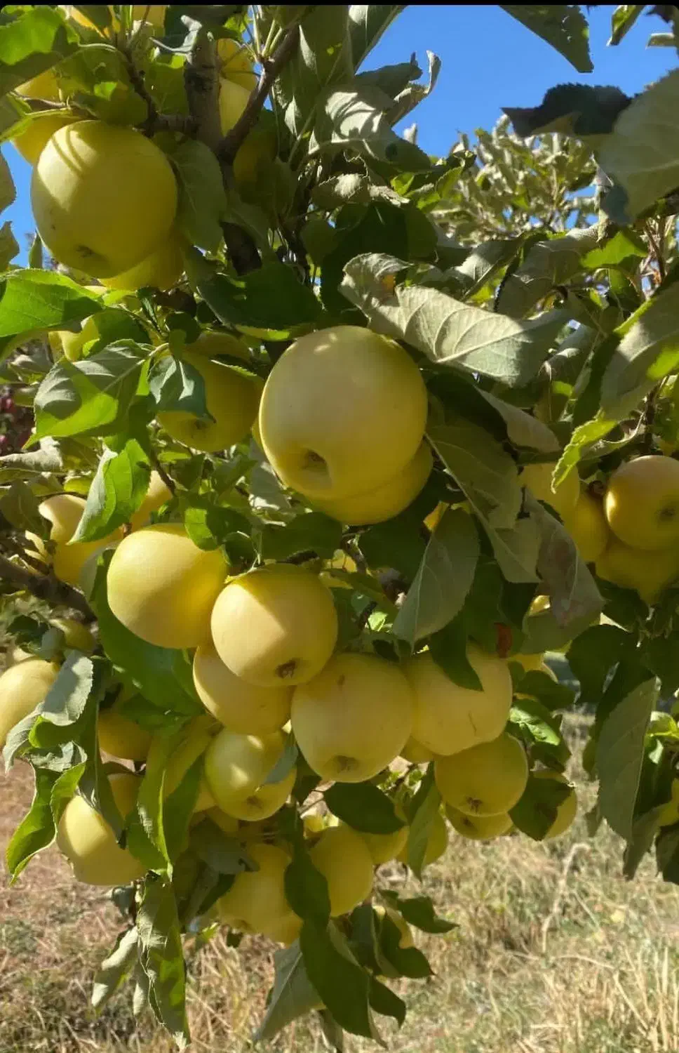 فروش ویژه نهال سیب رز ایتالیا|خدمات باغبانی و درختکاری|اشنویه, |دیوار