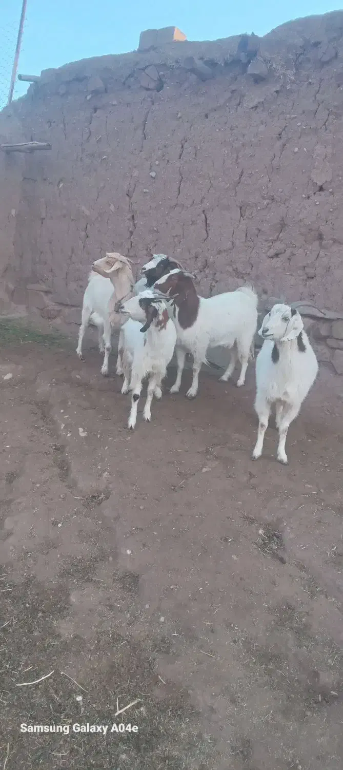 بز جوان ابستن|حیوانات مزرعه|کوهسرخ, |دیوار