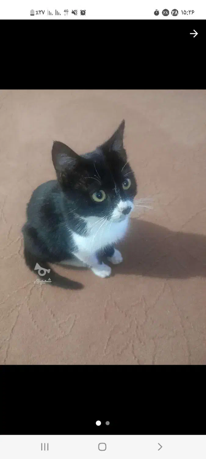 واگذاری گربه|گربه|آمل, |دیوار