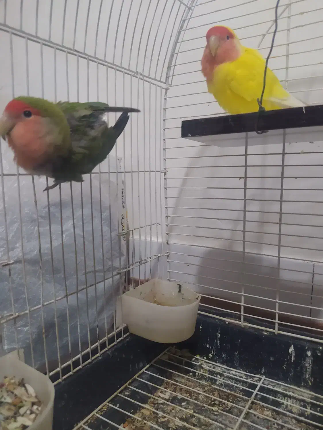 کوتوله برزیلی|پرنده|خمینی‌شهر, |دیوار