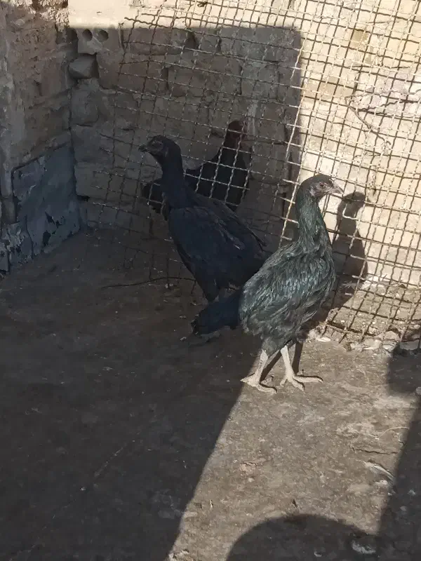 مرغ تخمی و مرغ های لاری تخمی|حیوانات مزرعه|تربت‌حیدریه, فتح المبین|دیوار