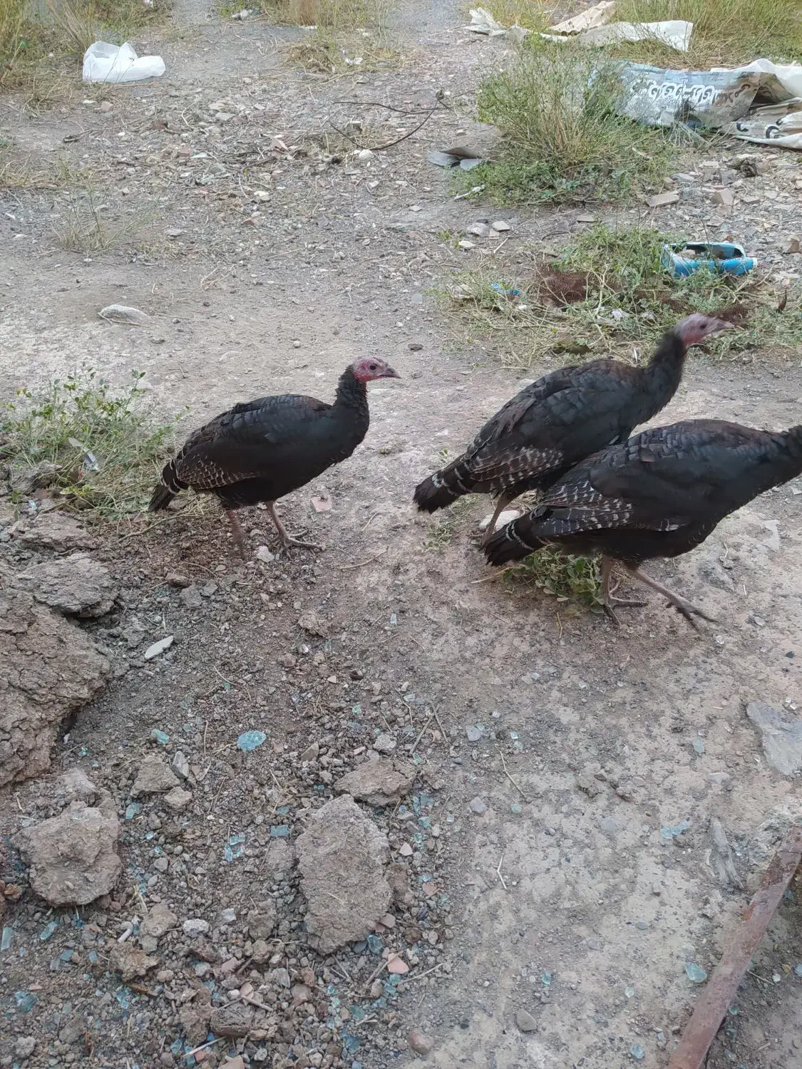 مرغ و خروس بوقلمون وقو غاز|حیوانات مزرعه|شبستر, |دیوار