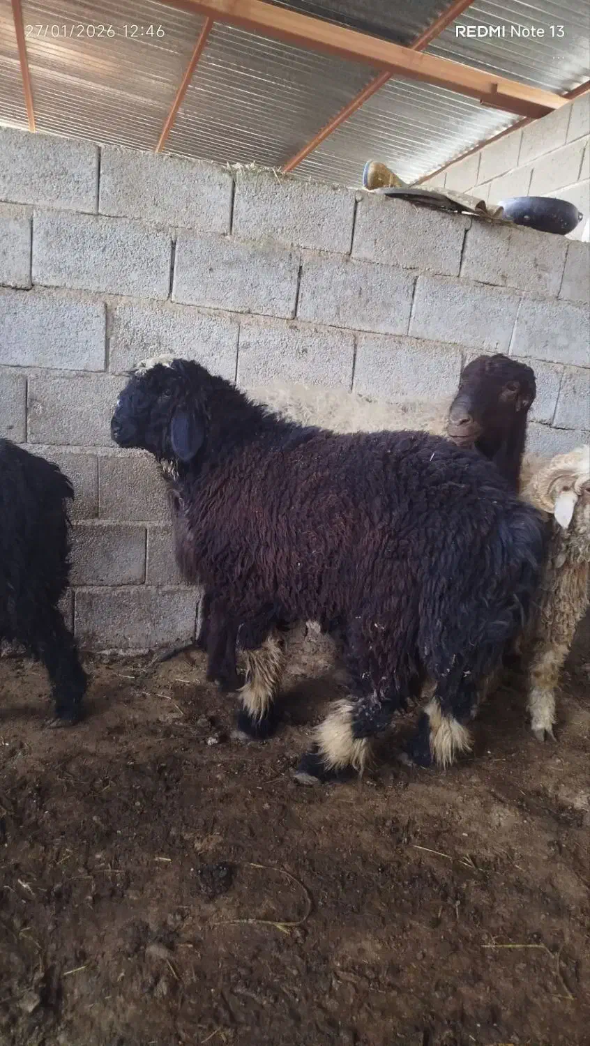 بره قوچ بذری|حیوانات مزرعه|مرودشت, ثبت احوال|دیوار