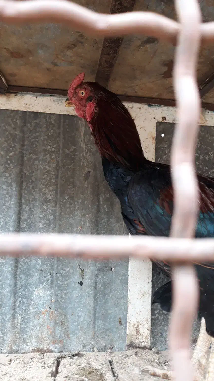 مرغ خروس لاری ومینیاتوری|حیوانات مزرعه|دشتابی, |دیوار