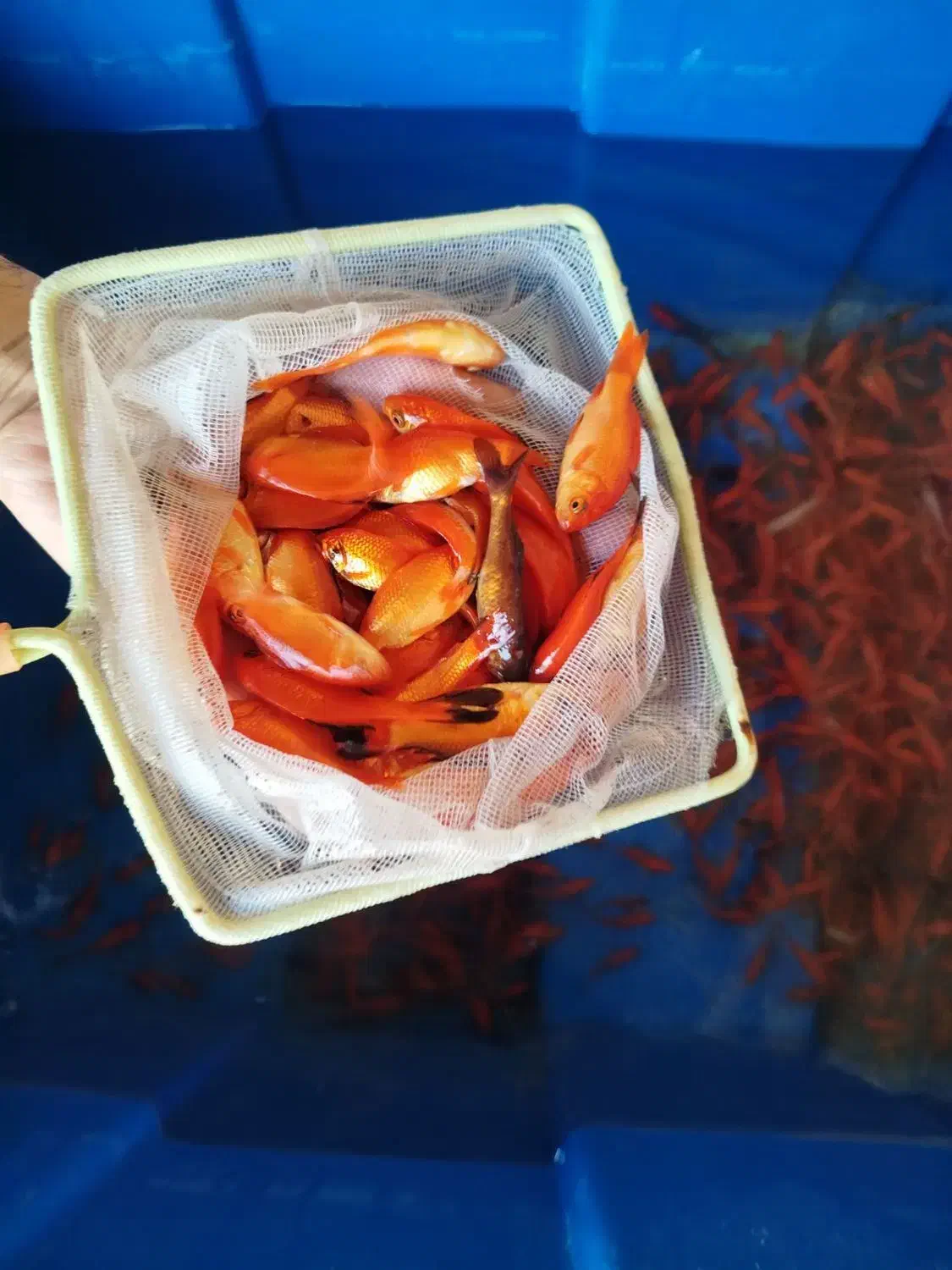 ماهی قرمز|ماهی|همدان, |دیوار