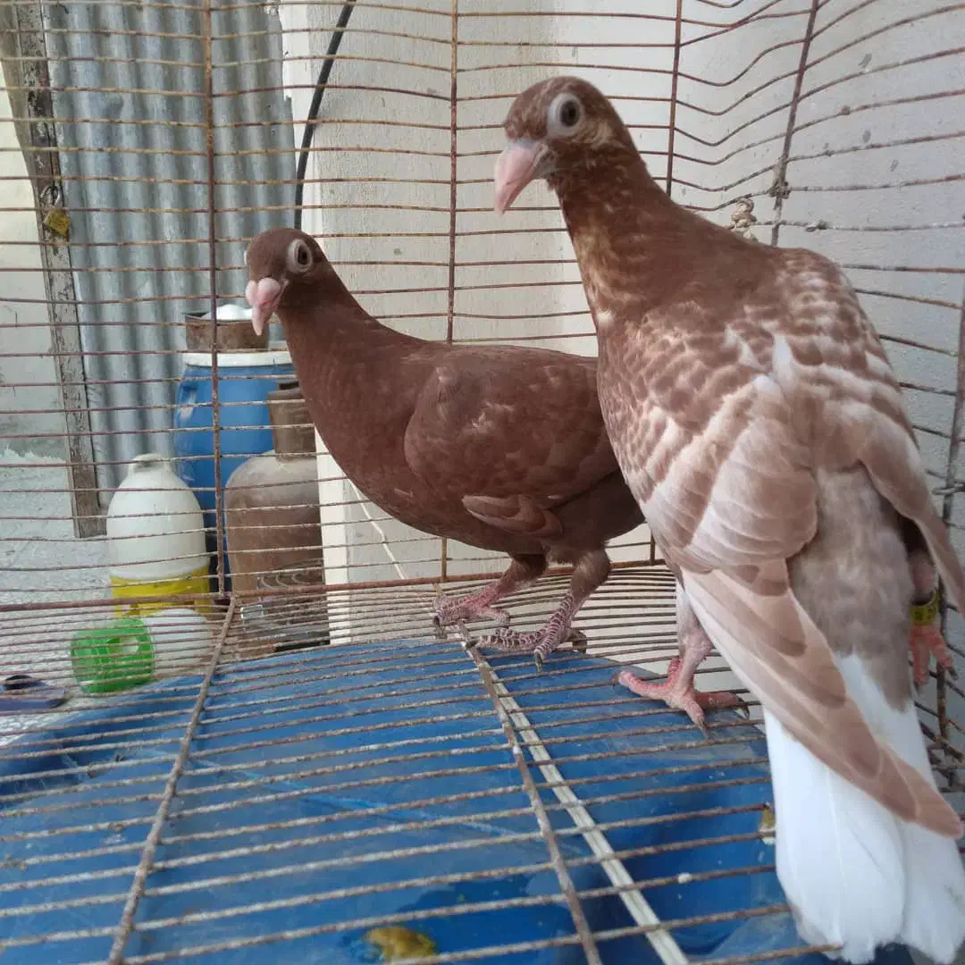 کبوتر نر|پرنده|وحدتیه, |دیوار