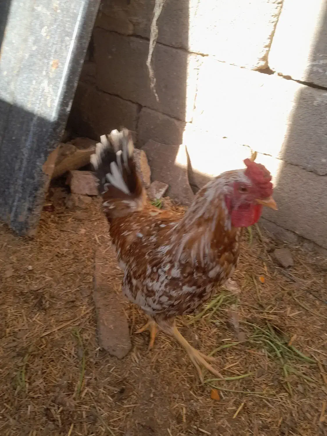 خروس گلین|حیوانات مزرعه|جوادآباد, |دیوار