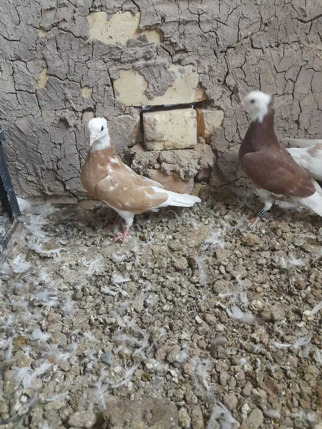 کجکله|پرنده|نیشابور, باغ نو|دیوار