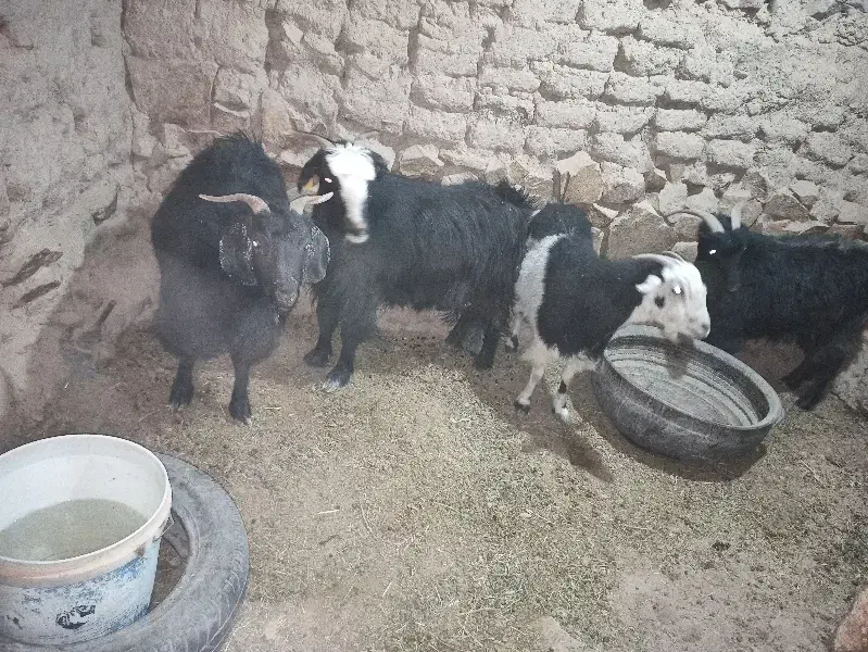 گوسفند بز|حیوانات مزرعه|درح, |دیوار